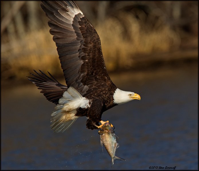 _2SB1966 american bald eagle.jpg